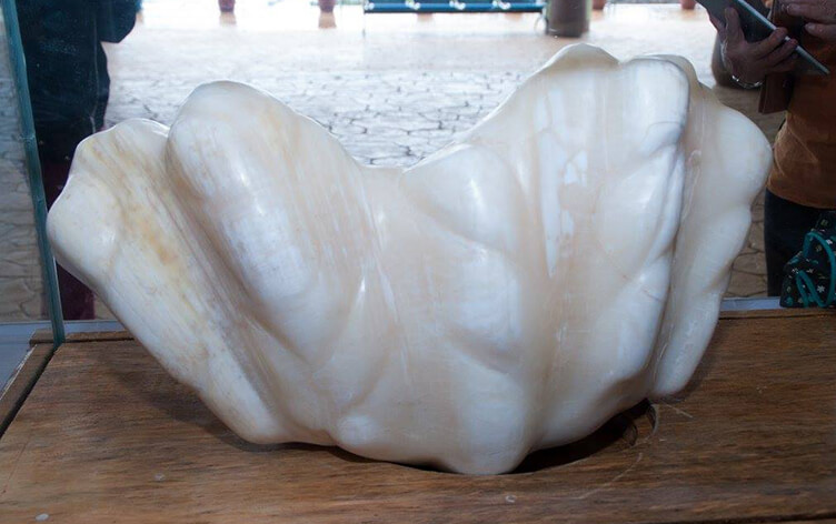 مروارید
Biggest Pearl In The World